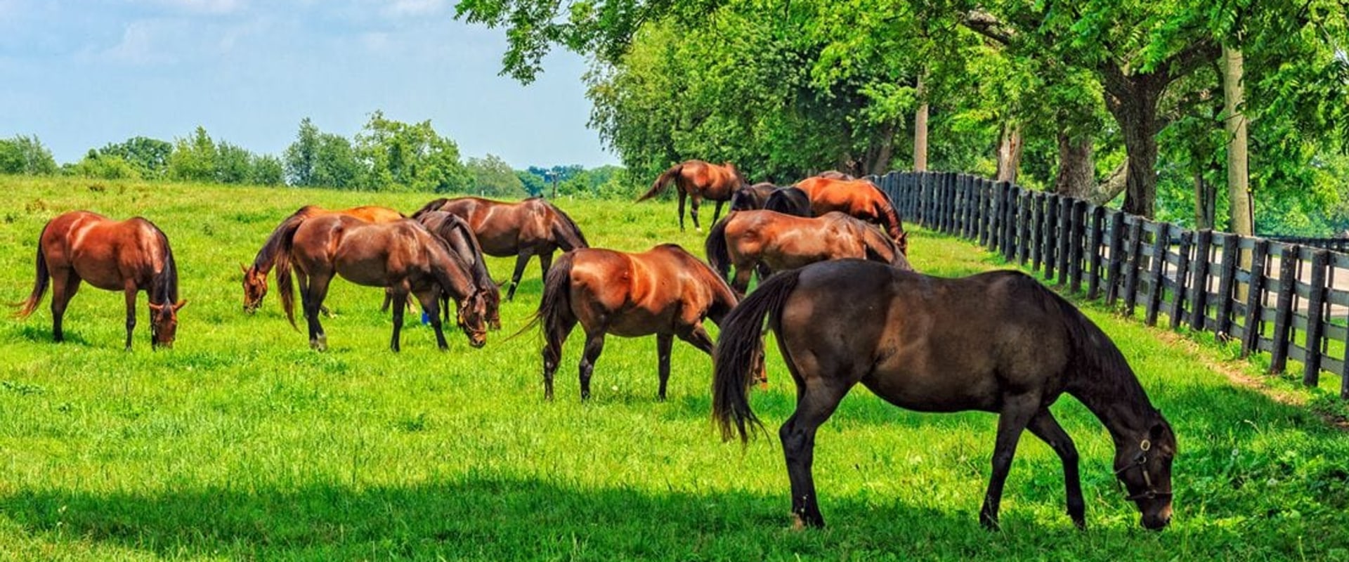 Effective Strategies for Managing Grazing Intensity to Enhance Pasture Health