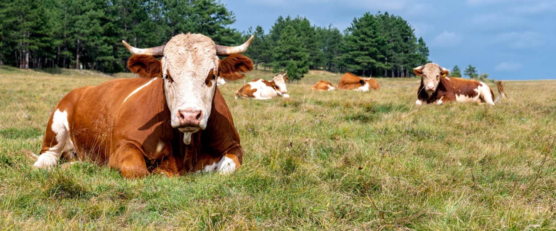 Unlocking the Benefits of Effective Pasture Management for Sustainable Agriculture