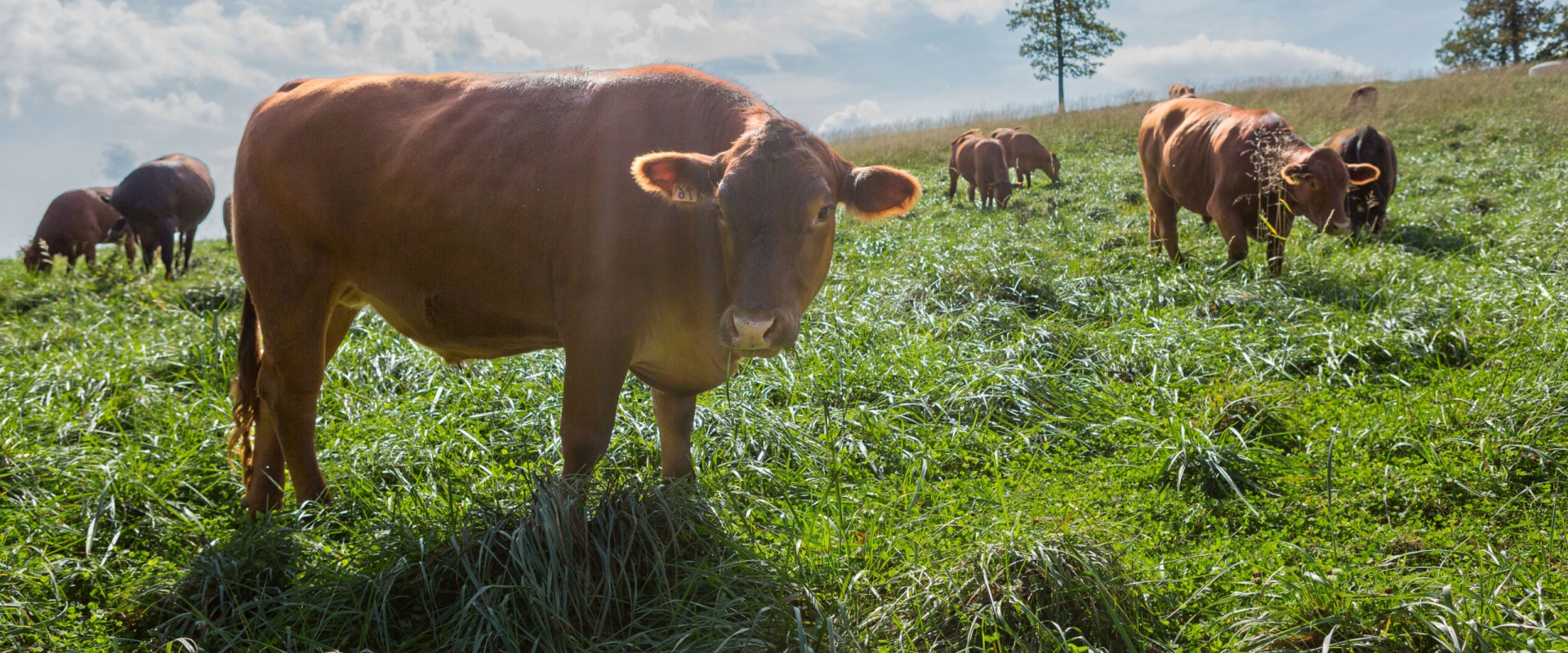 Understanding the Effects of Climate Change on Pasture Management Practices