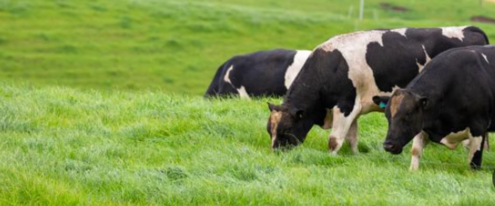 Understanding the Risks of Improper Pasture Management