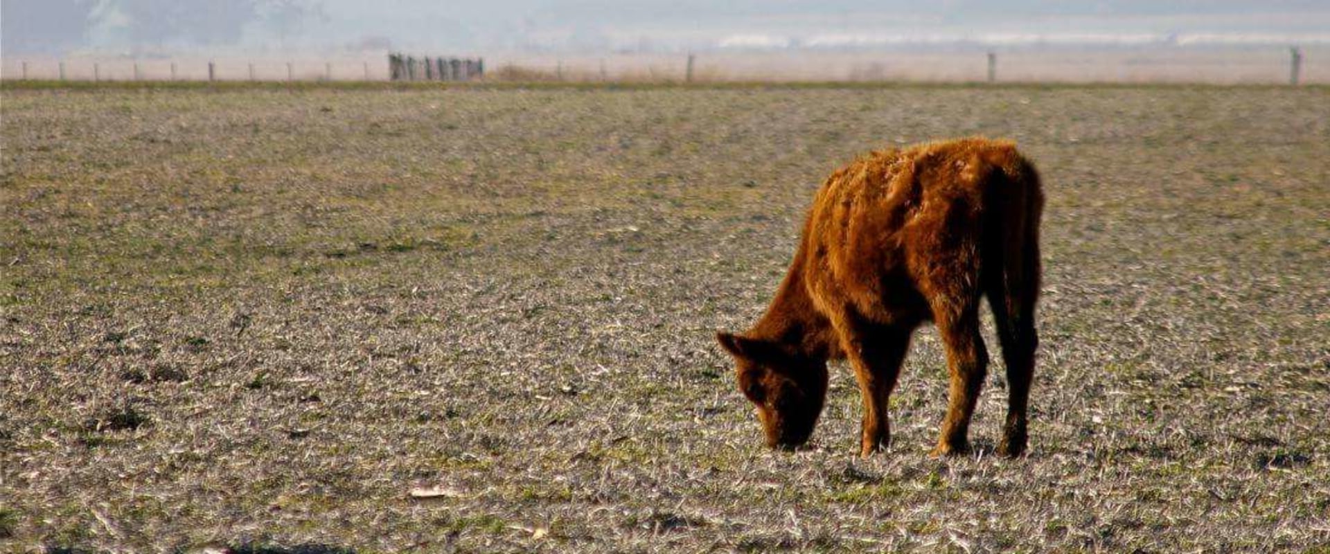 Effective Strategies for Pasture Management During Drought Conditions