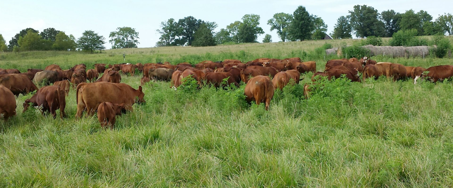 The Vital Role of Pasture Management in Sustainable Agriculture