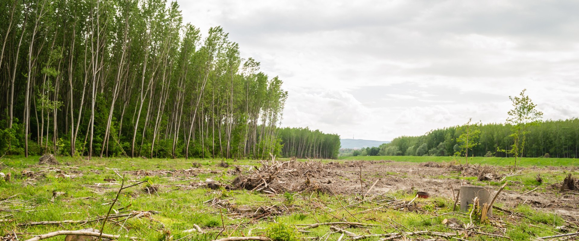Effective Pasture Management & Land Clearing in Columbia, MO