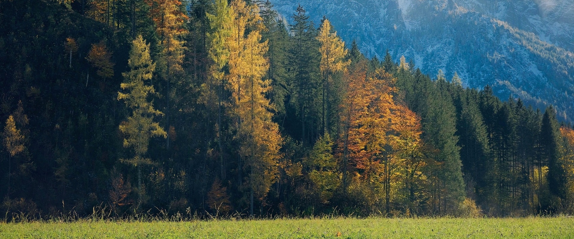 Enhance Land Health with Expert Pasture and Tree Care in Portland