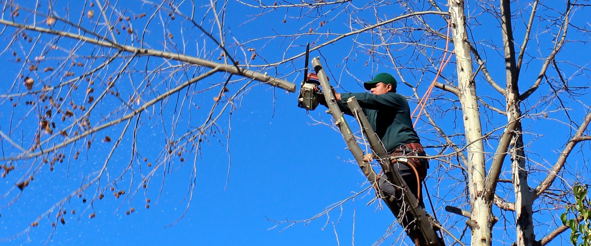 Expert Tips on Pasture Management and Emergency Tree Care