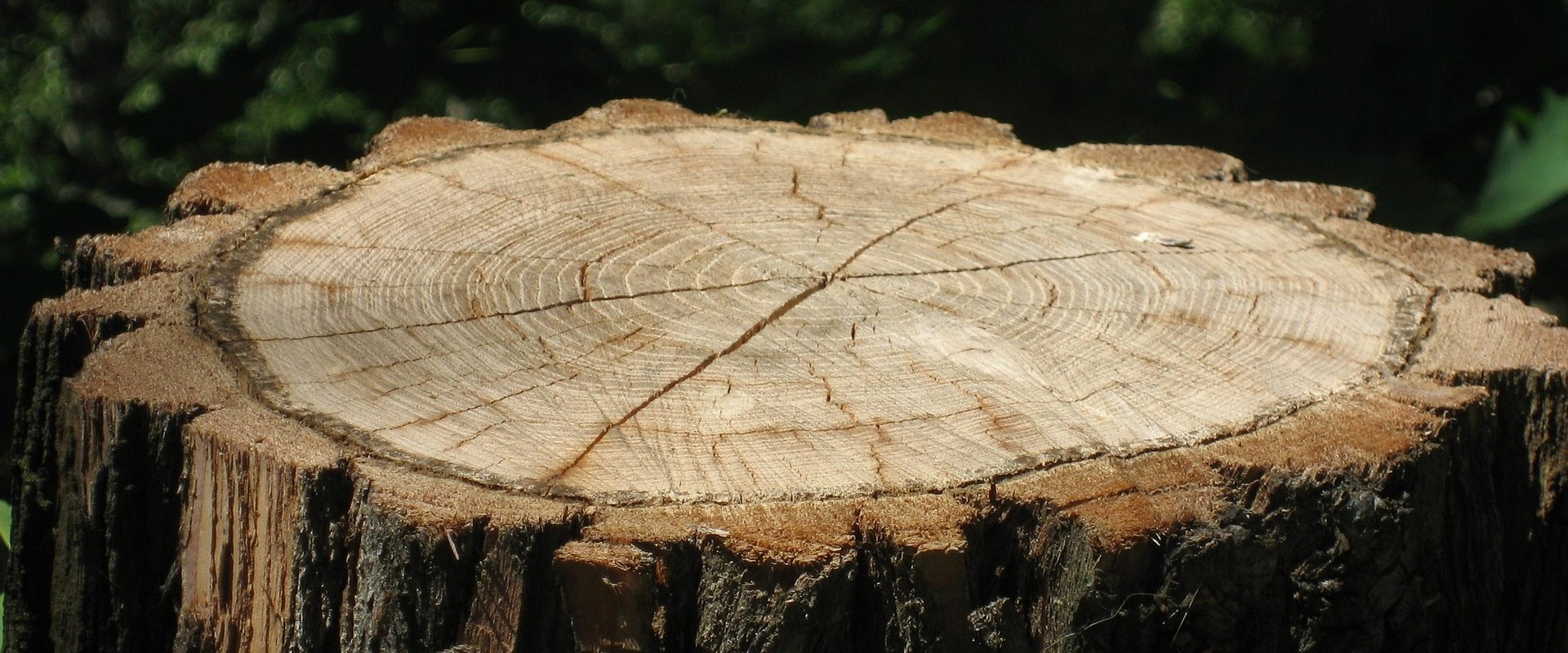 Expert Pasture Management and Stump Grinding in Wyndmoor