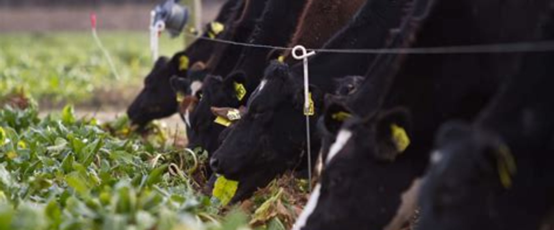 The Impact of Pasture Management on Animal Health