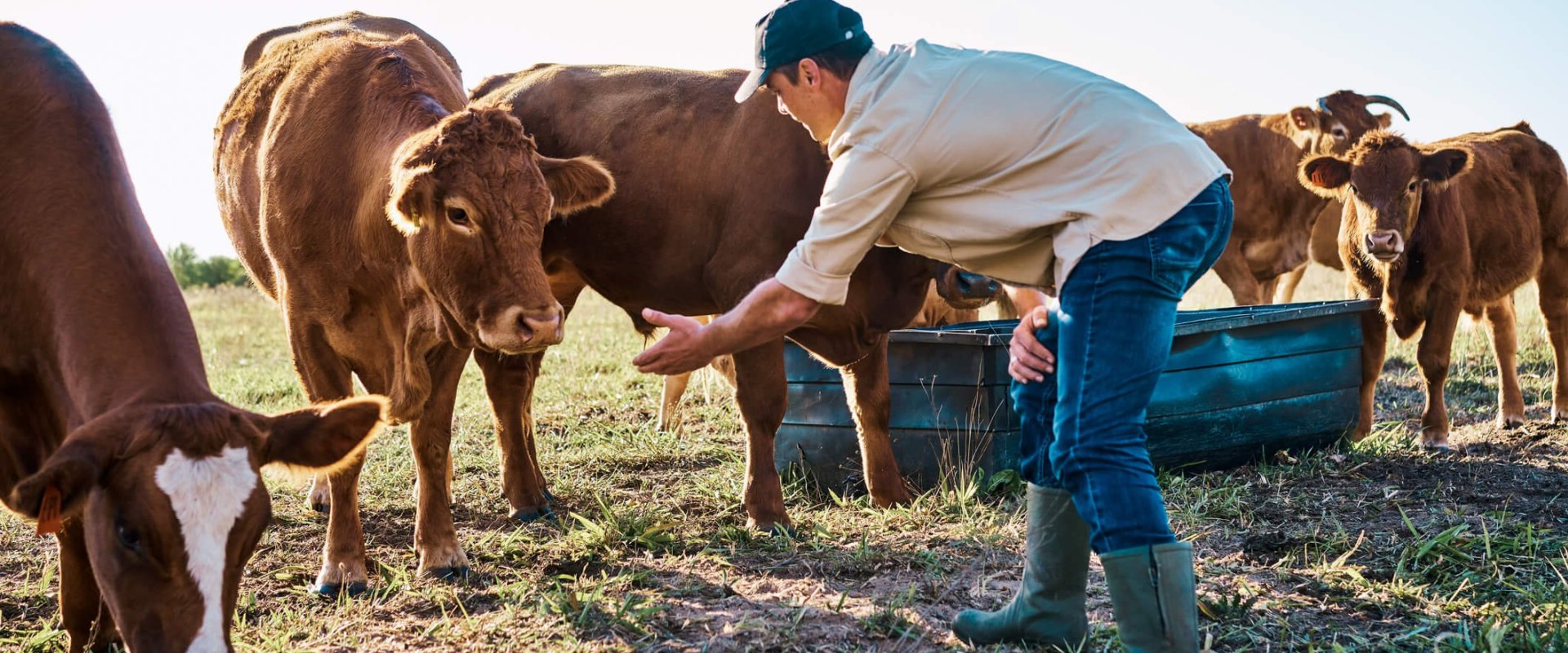 Avoiding Common Pitfalls in Pasture Management for Optimal Livestock Health