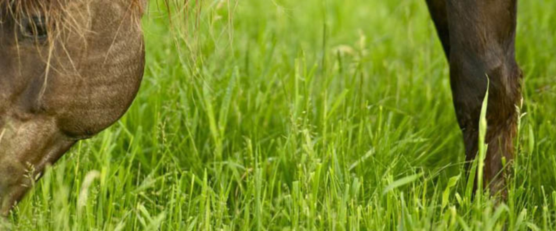 Effective Manure Management Strategies for Enhancing Soil Health in Pastures