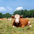 Sustainable Pasture Management: Exploring Chemical-Free Alternatives