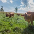 Understanding the Effects of Climate Change on Pasture Management Practices