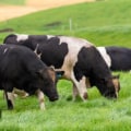 Understanding the Risks of Improper Pasture Management
