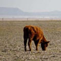 Effective Strategies for Pasture Management During Drought Conditions