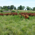 The Vital Role of Pasture Management in Sustainable Agriculture