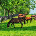Understanding the Importance of Rest Periods in Effective Pasture Management