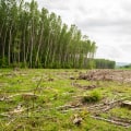 Effective Pasture Management & Land Clearing in Columbia, MO