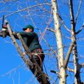 Expert Tips on Pasture Management and Emergency Tree Care