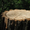 Expert Pasture Management and Stump Grinding in Wyndmoor