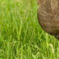Effective Manure Management Strategies for Enhancing Soil Health in Pastures