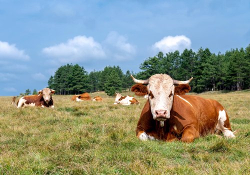Unlocking the Benefits of Effective Pasture Management for Sustainable Agriculture
