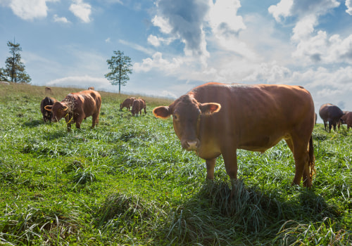Understanding the Effects of Climate Change on Pasture Management Practices