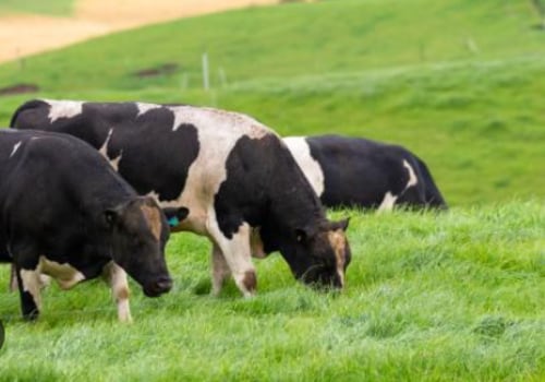 Understanding the Risks of Improper Pasture Management