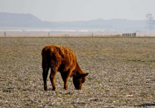 Effective Strategies for Pasture Management During Drought Conditions