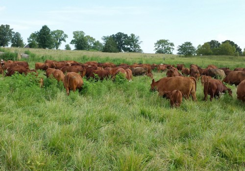 The Vital Role of Pasture Management in Sustainable Agriculture