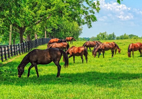 Understanding the Importance of Rest Periods in Effective Pasture Management