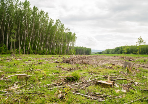Effective Pasture Management & Land Clearing in Columbia, MO