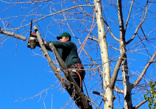 Expert Tips on Pasture Management and Emergency Tree Care