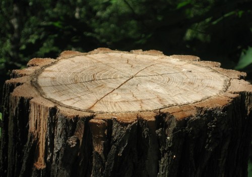 Expert Pasture Management and Stump Grinding in Wyndmoor
