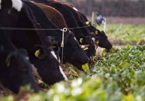 The Impact of Pasture Management on Animal Health
