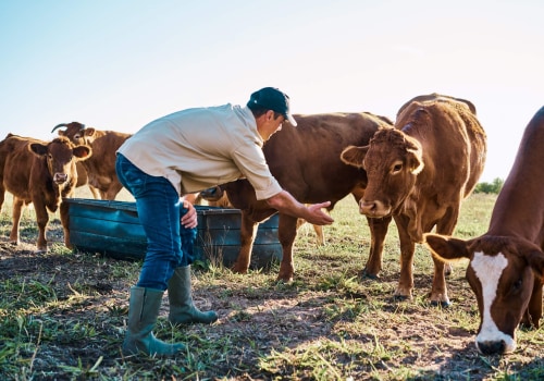 Avoiding Common Pitfalls in Pasture Management for Optimal Livestock Health