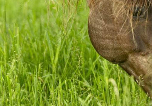 Effective Manure Management Strategies for Enhancing Soil Health in Pastures